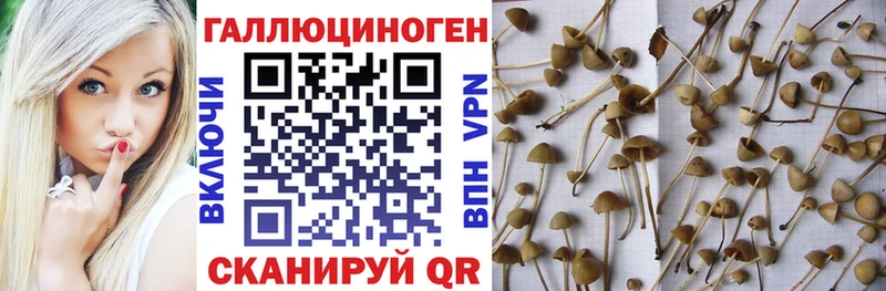 Галлюциногенные грибы Psilocybine cubensis Курчалой